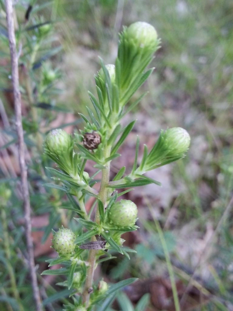 Fruit