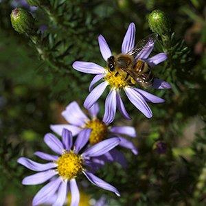 Ionactus linariifolius