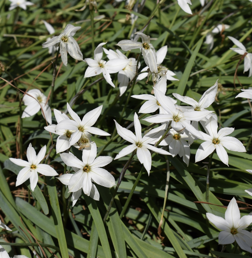 'Alberto Castillo'  white flowers - April 6 - Wake Co., NC