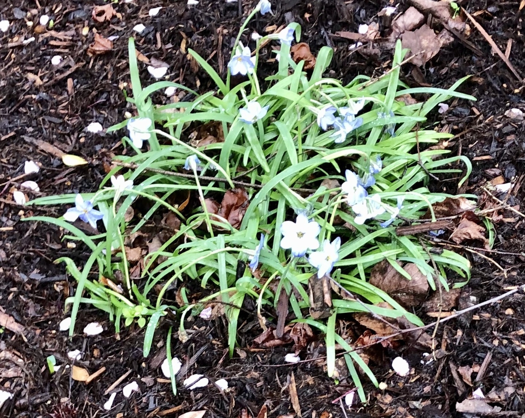 Ipheion uniflorum