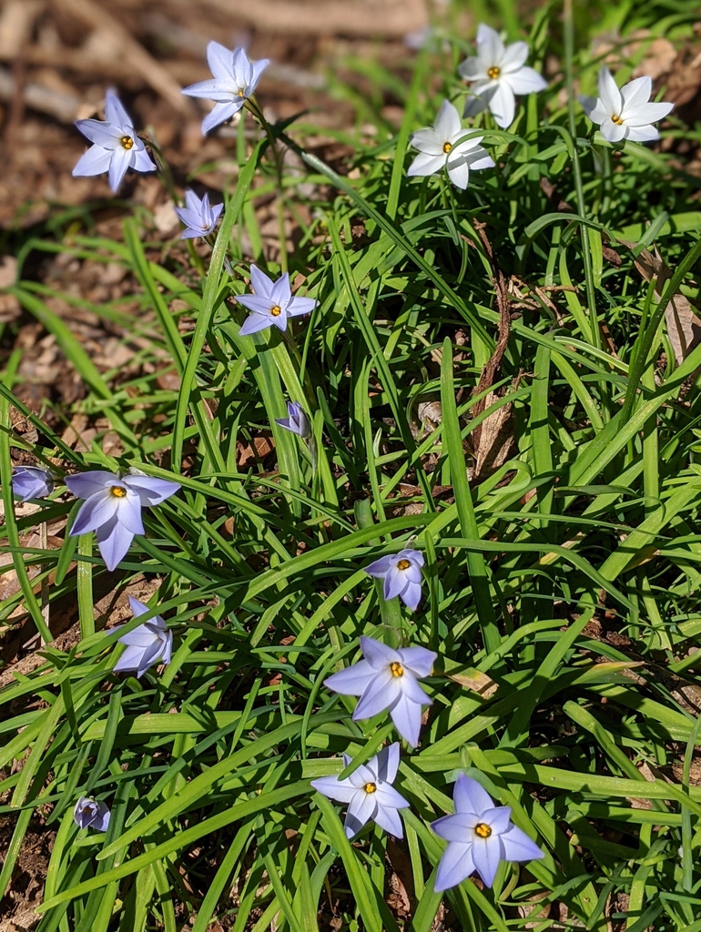Ipheion uniflorum