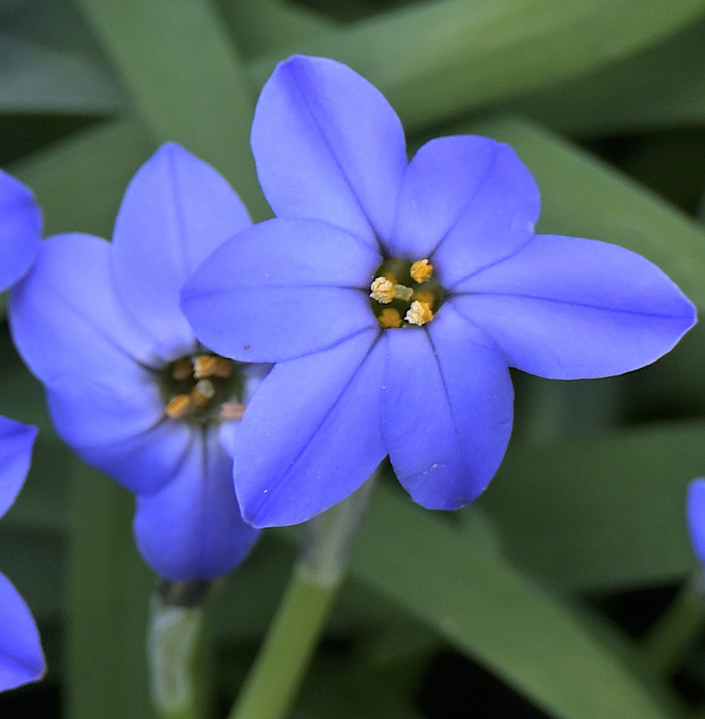 'Jesse' has six dark blue fpetals