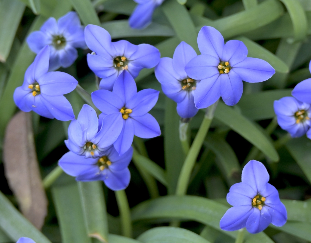 'Jesse' Six dark blue tepals with yellow anthers