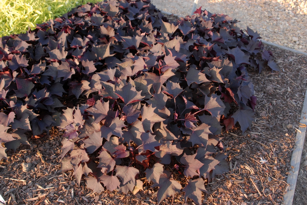 Shallowly lobed, reddish black foliage.
