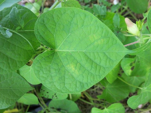 Ipomea purpurea