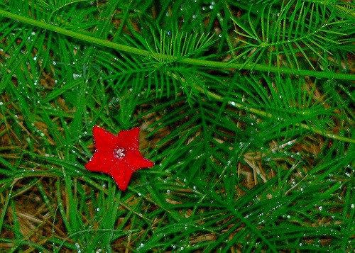 Ipomea quamoclit