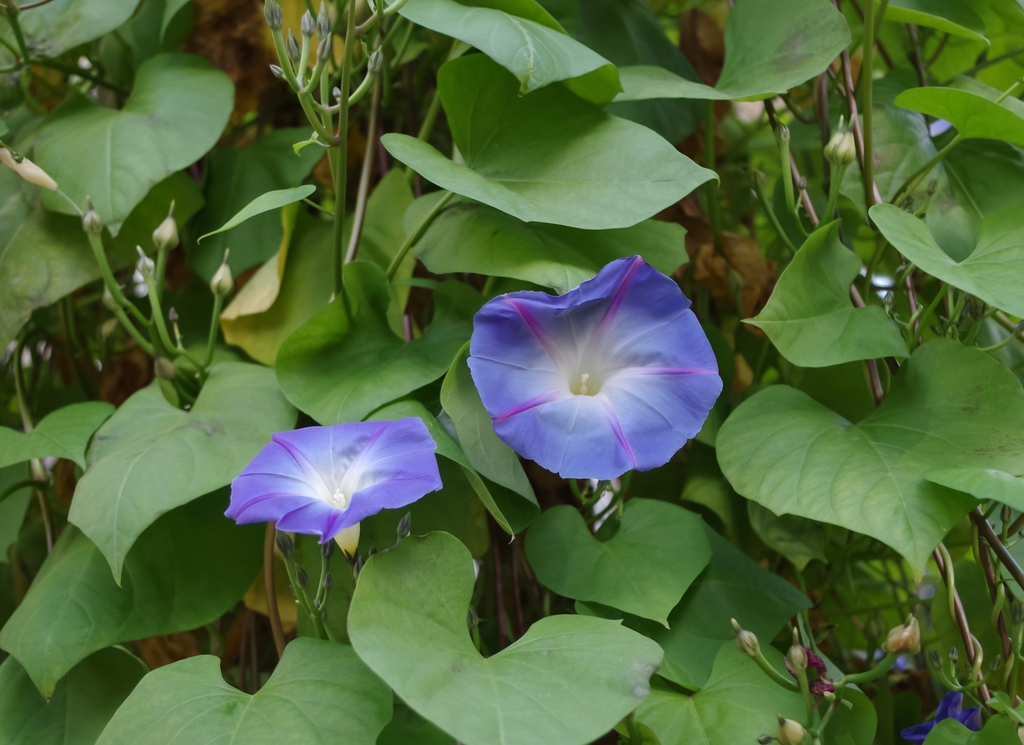 Flower, leaf and bud
