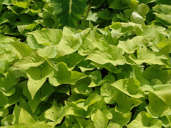 Ipomoea x batatas