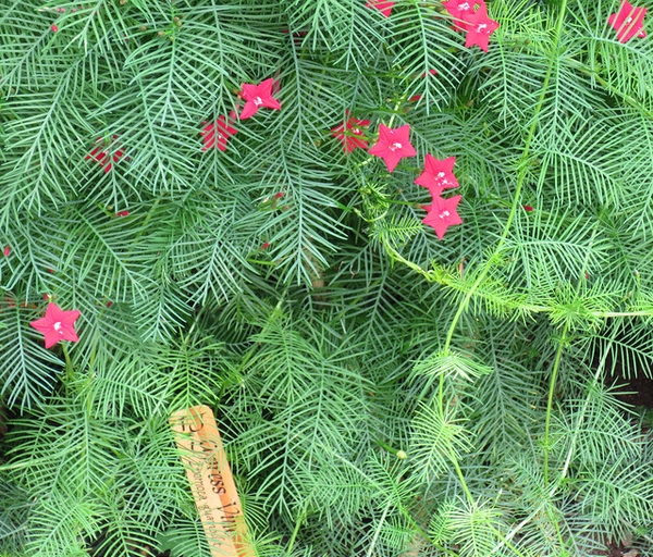 Ipomoea quamoclit
