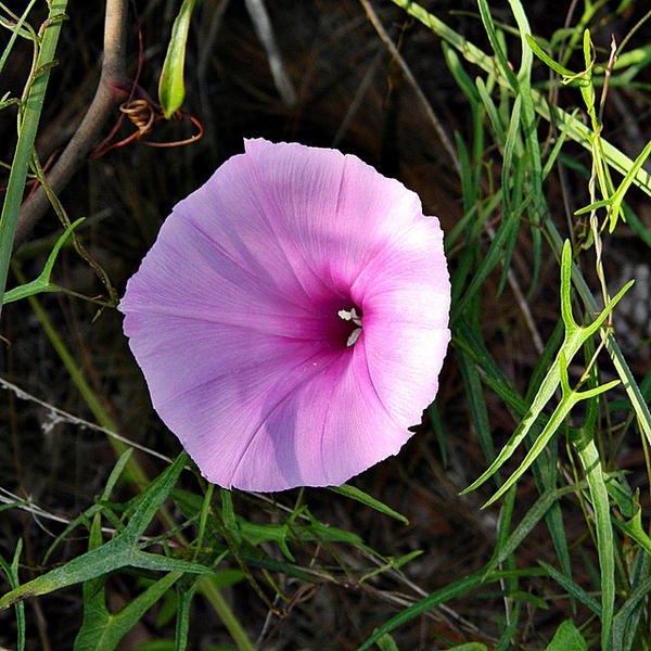 Pinkish funnel-shaped flower with fused petals