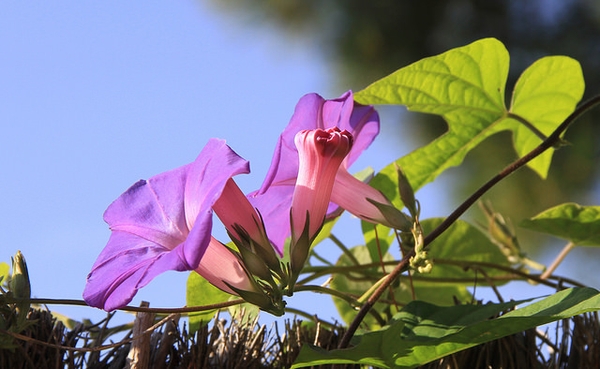 Ipomoea spp.