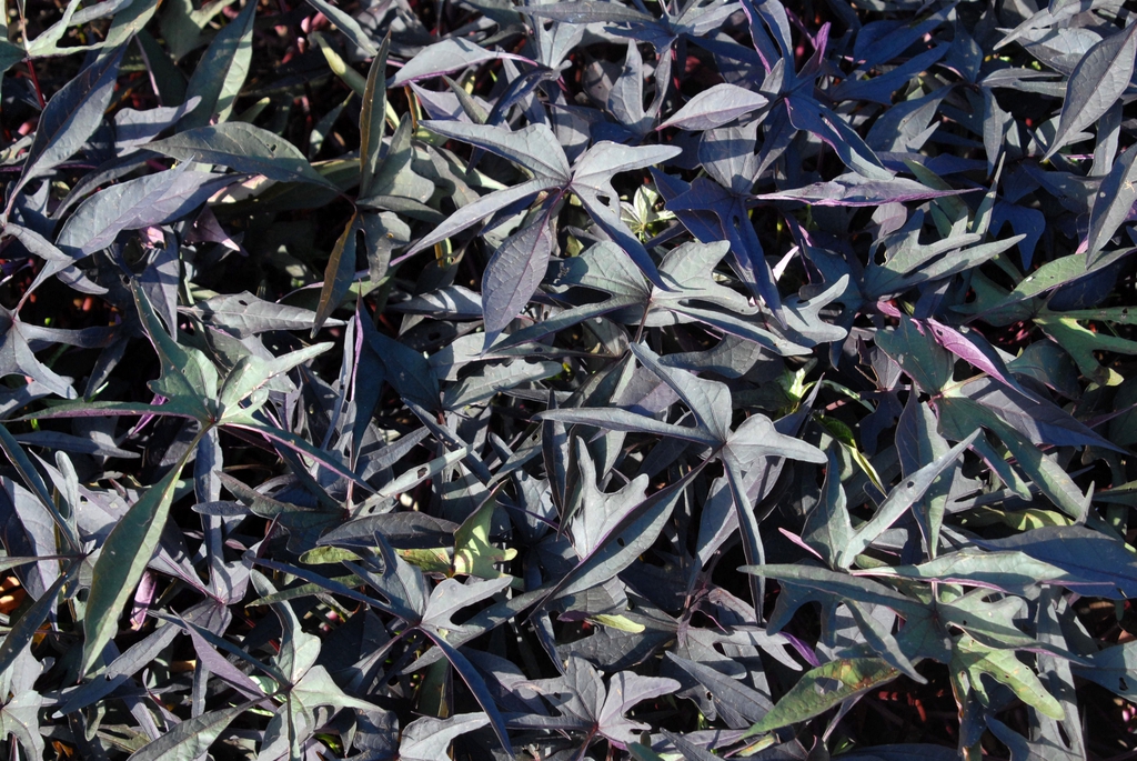 Deeply divided, blackish purple leaves.