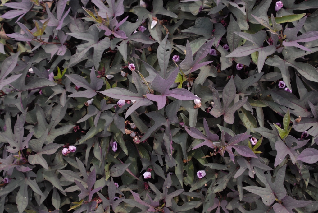 Ipomoea
