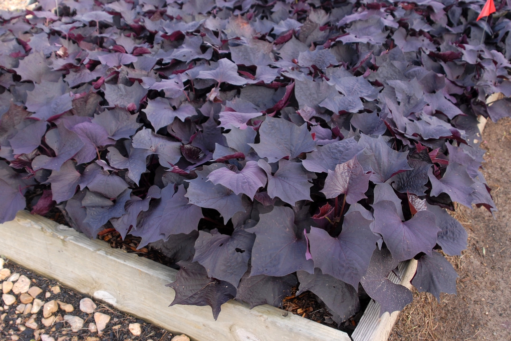 Ipomoea 'Sweet Caroline Bewitched' Form