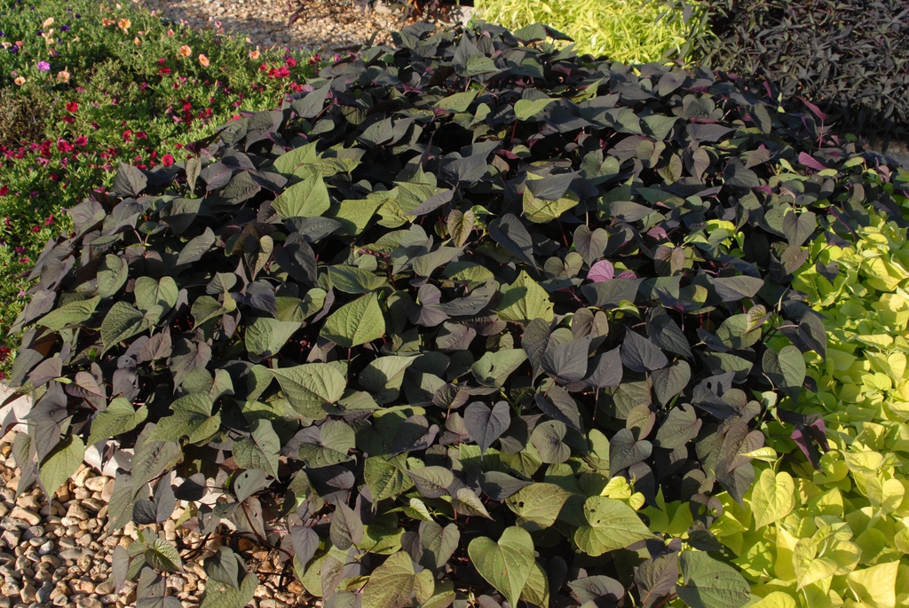 Purplish, heart-shaped leaves.
