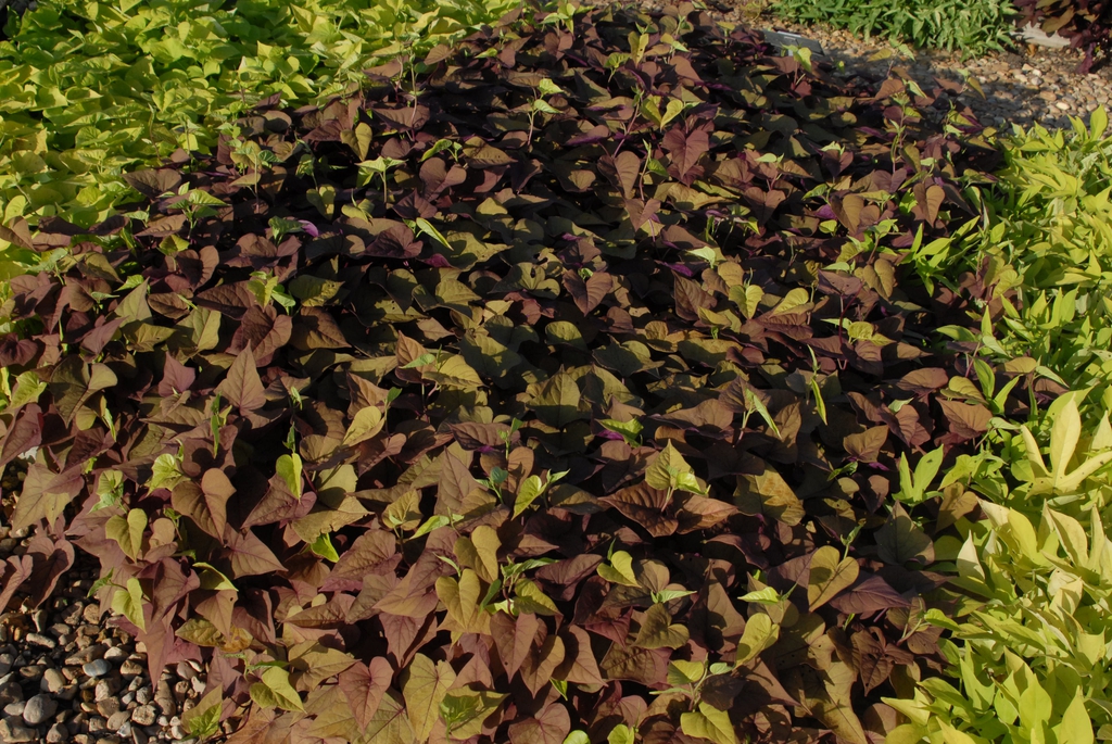 Mound of heart-shaped, reddish leaves.