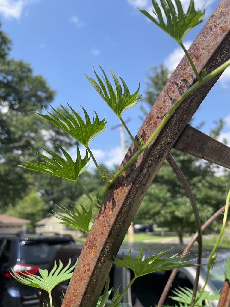 Vine twining around a structure