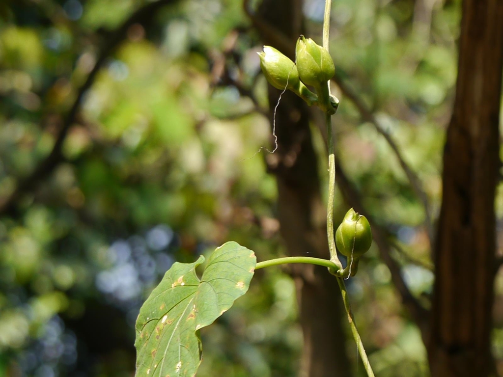 Ipomoea alba L. leaves and buds