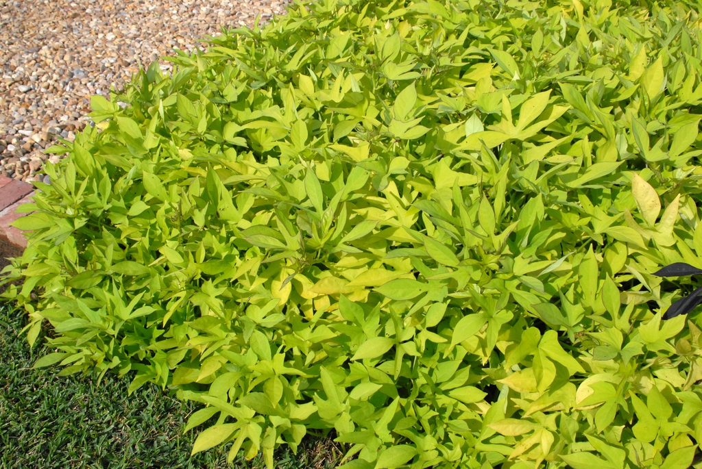Ipomoea batatas