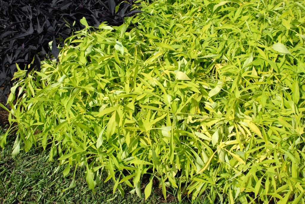 Deeply lobed leaves lime green in color.