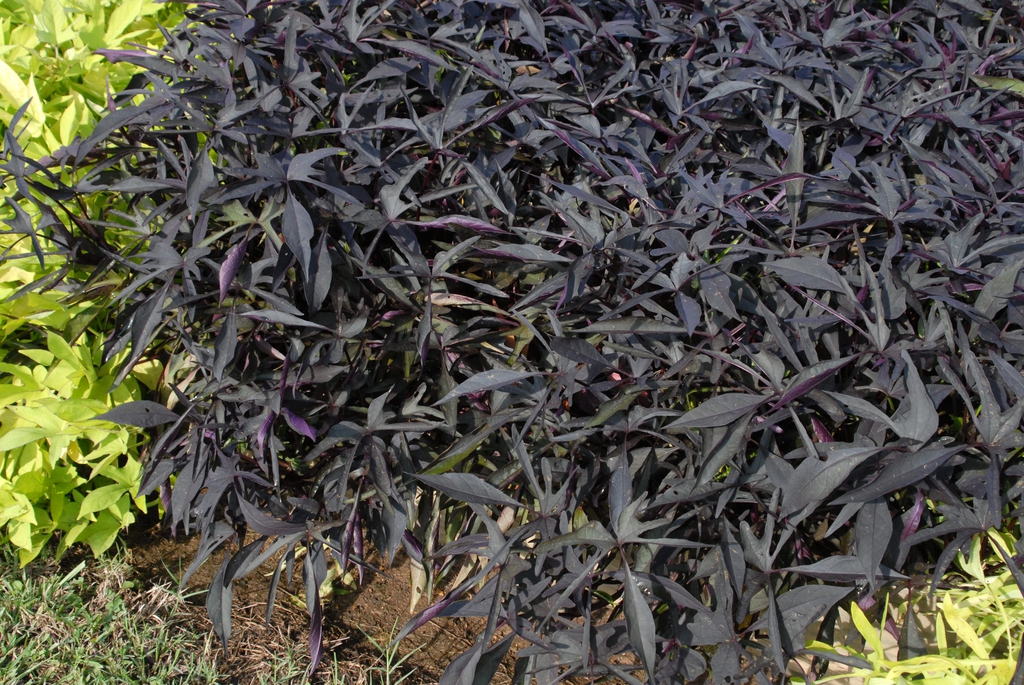 Sweetpotato vine with dark foliage.