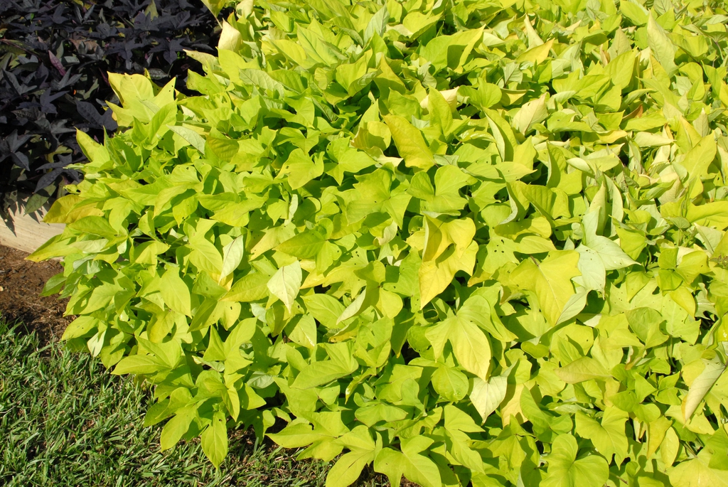 Mounding foliage of lime green.