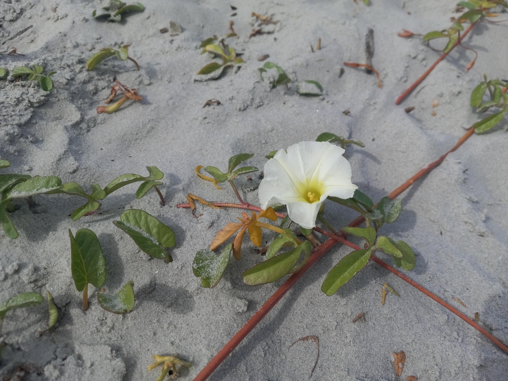 Flower - South Carolina - September