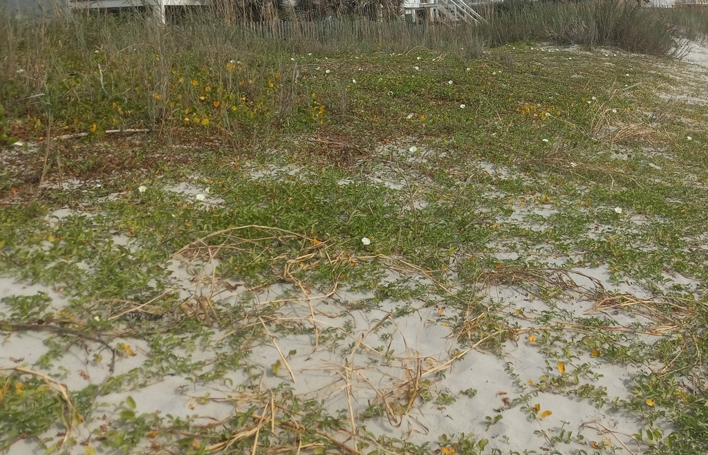 Sprawling form on the beach- South Carolina - September