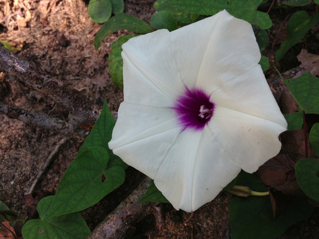 Ipomoea pandurata flower