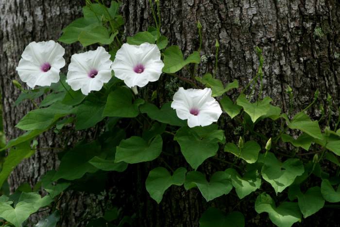Ipomoea pandurata leaves and flowers