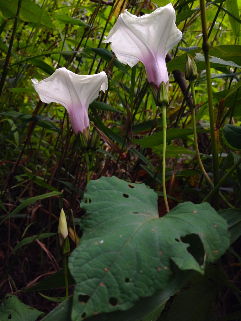 Ipomoea pandurata flower