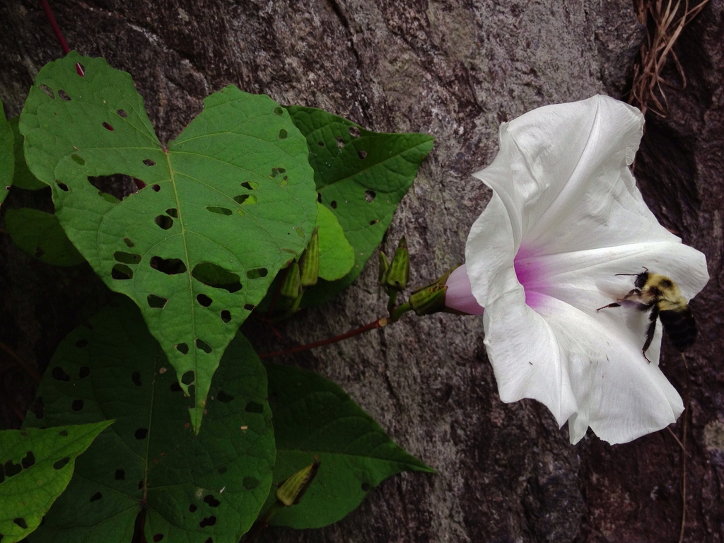 Ipomoea pandurata flower and bee