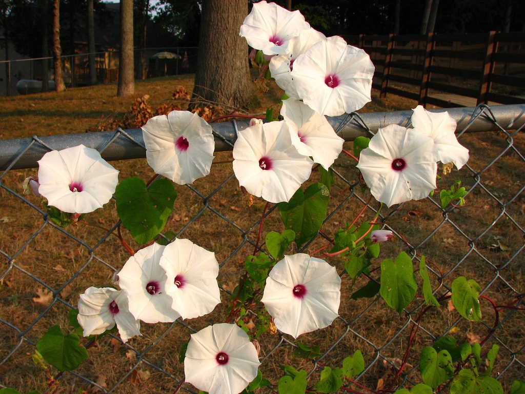 Ipomoea pandurata on fence
