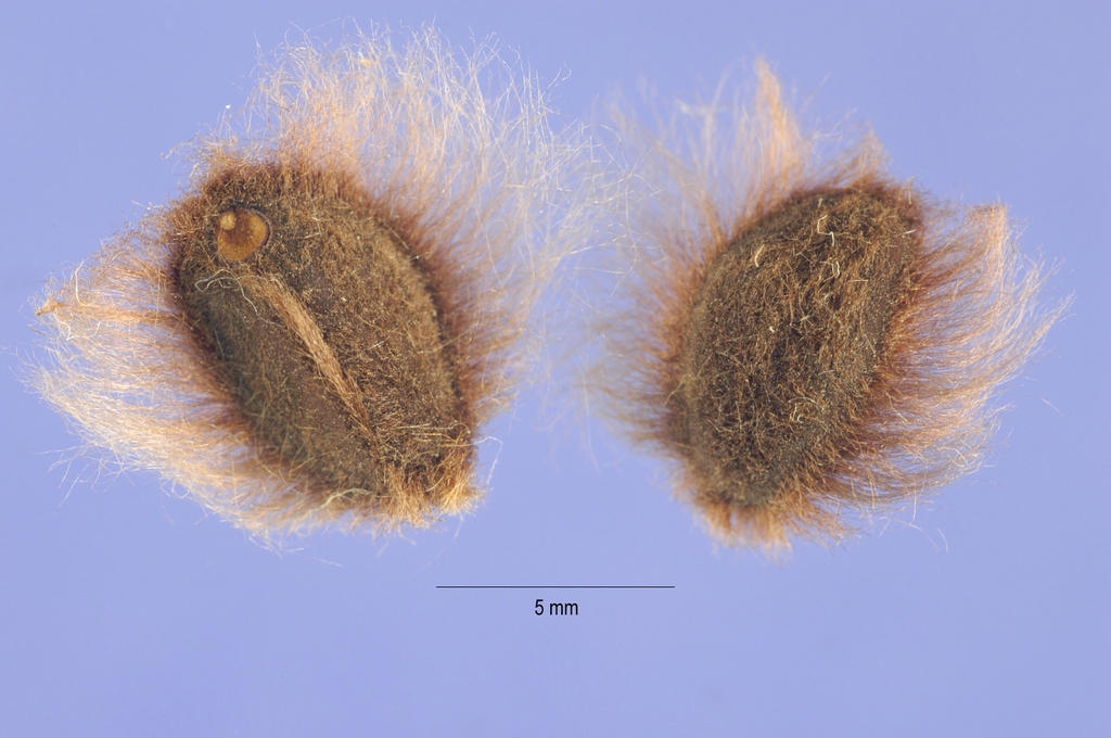 Ipomoea pandurata seeds