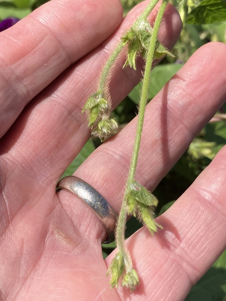Capsules