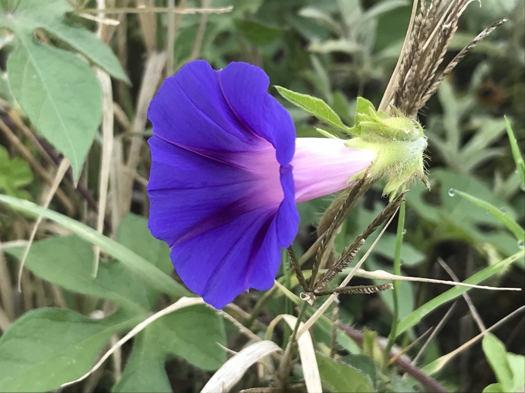 Side view of a purple trumpet-shaped flower