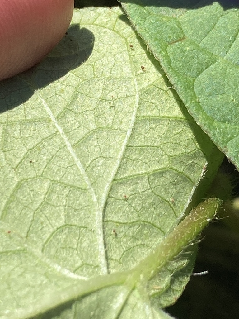underside of leaf with a few hairs