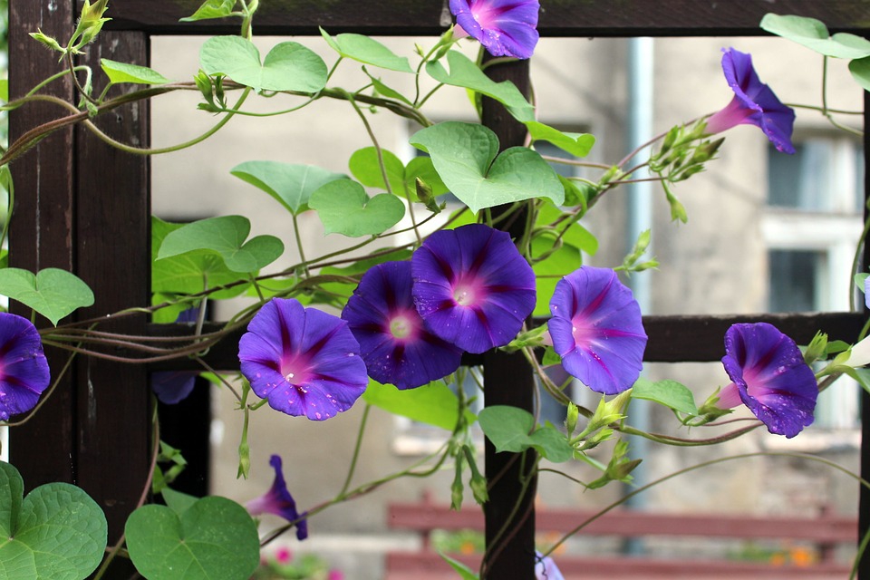 Ipoomoea purpurea