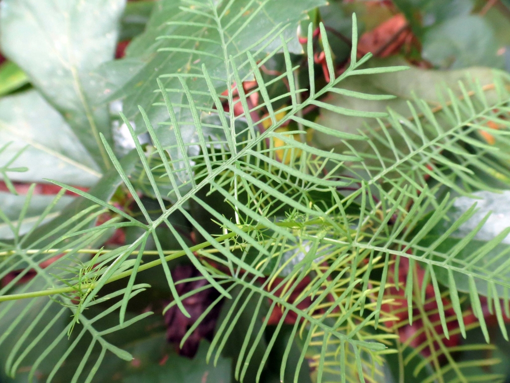 Leaf detail
