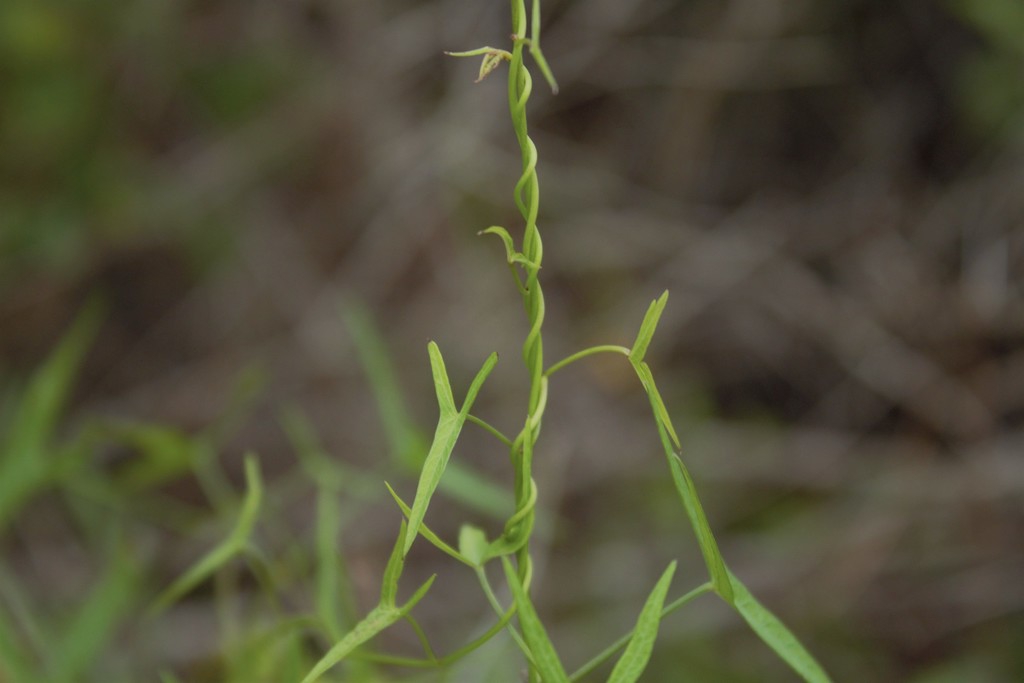 Twining stem