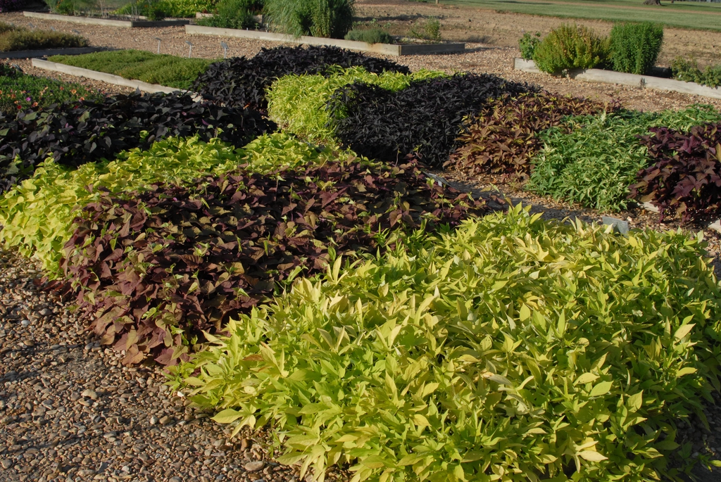 Trial beds showing mounds of foliage in various colors.