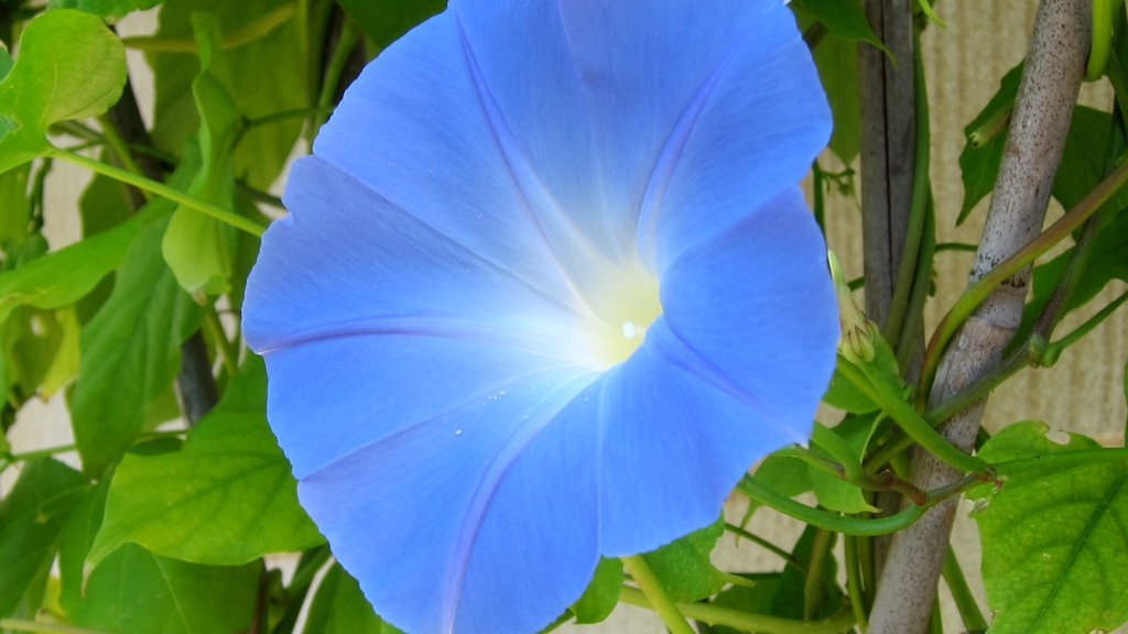 'Heavenly Blue" flower