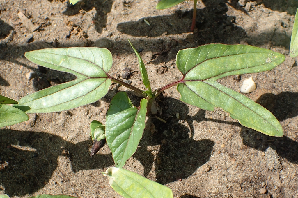 Seedling