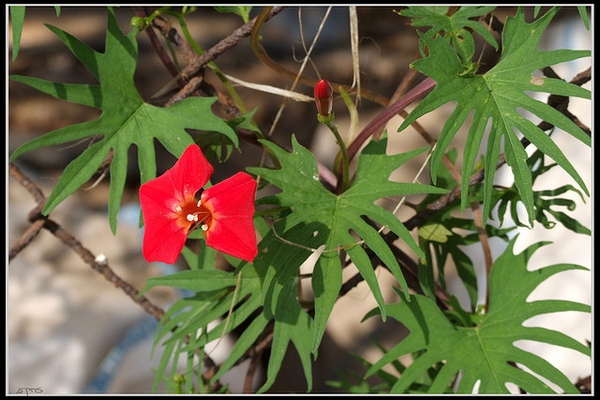 Ipomoea x multifida