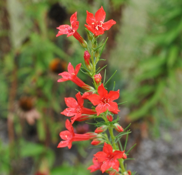 Ipomopsis rubra