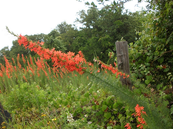 Ipomopsis rubra