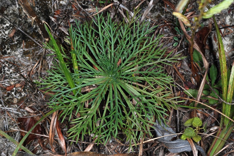 Compound leaves (Epes, AL)-Mid Fall