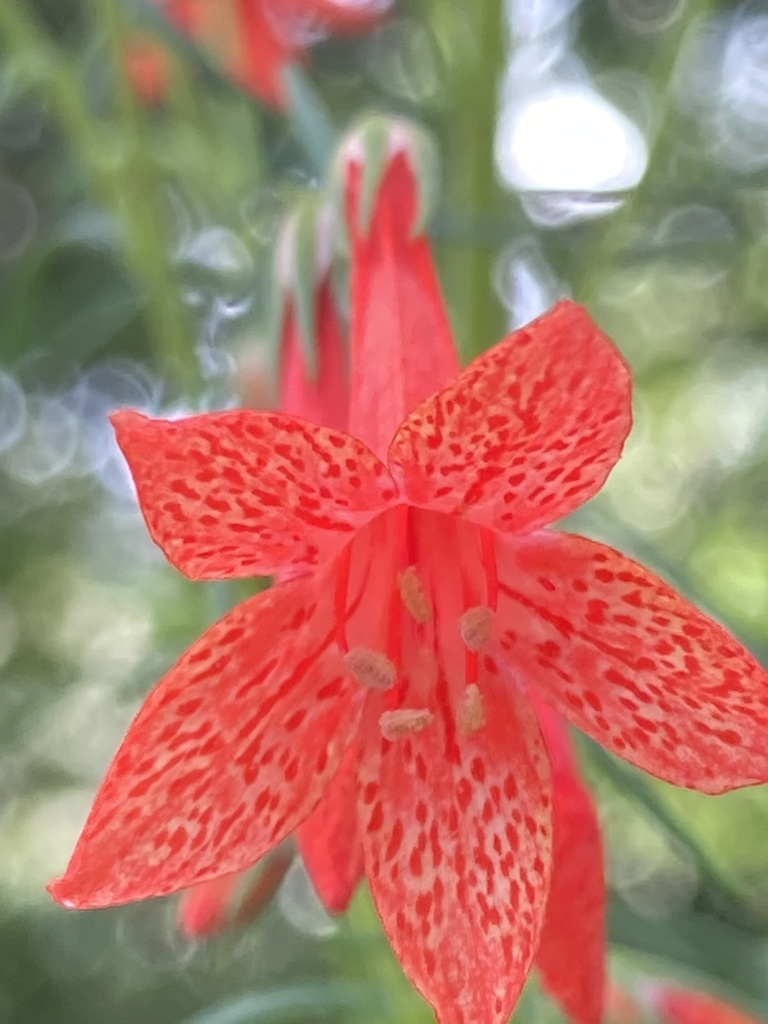 Red flower with yellow speckled red inside leaves