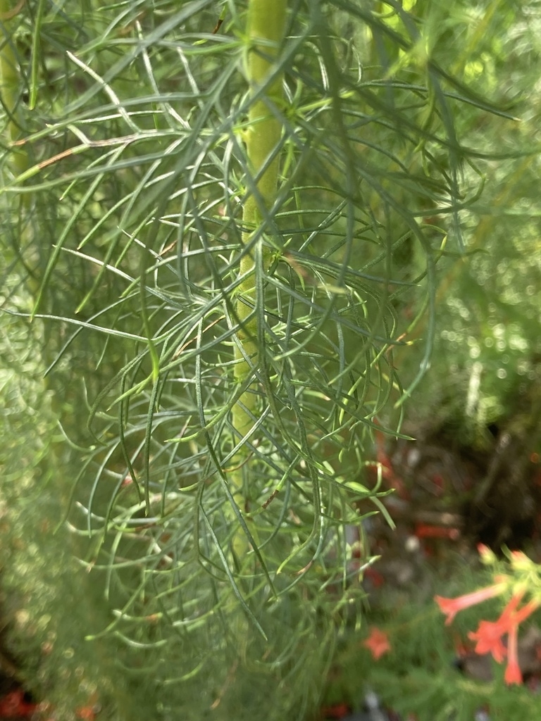 Stem leaves