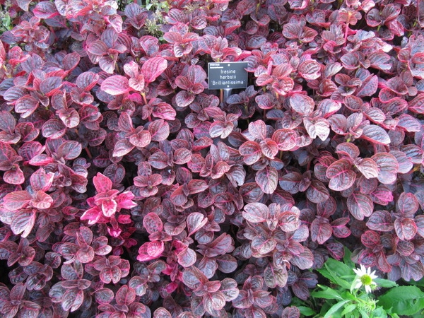  Iresine herbstii 'Brilliantissima'